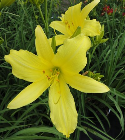 Daylily Hyperion